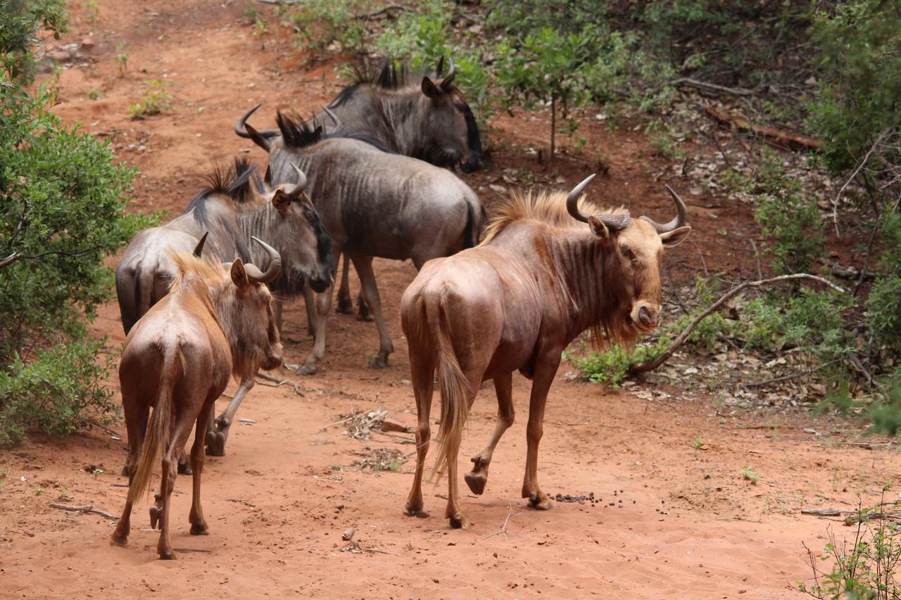 Fumani Game Lodge Modimolle Εξωτερικό φωτογραφία